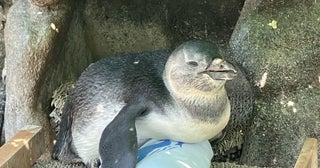 愛称は「ぽてと」に決まりサンシャイン水族館のケープペンギンの赤ちゃん