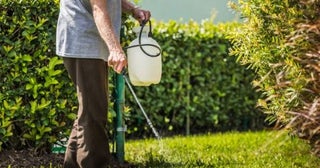“隣の空き家”が「ドクダミだらけ」で、わが家の敷地に侵入！ お隣にも「除草剤」をまいて“根絶やしにしたい”ですが、勝手な散布は「器物損壊罪になる」って本当ですか!? リスクと対処法を確認