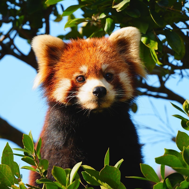 6月生まれの赤ちゃんレッサーパンダが主役！ 愛称募集、限定グッズも。西山動物園は入園無料【国際レッサーパンダデー】