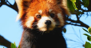 6月生まれの赤ちゃんレッサーパンダが主役！ 愛称募集、限定グッズも。西山動物園は入園無料【国際レッサーパンダデー】