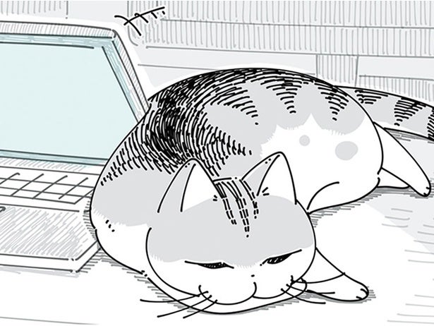 背中のお肉もしっぽも気にならないの？ はさまりそうな場所によくいるネコ
