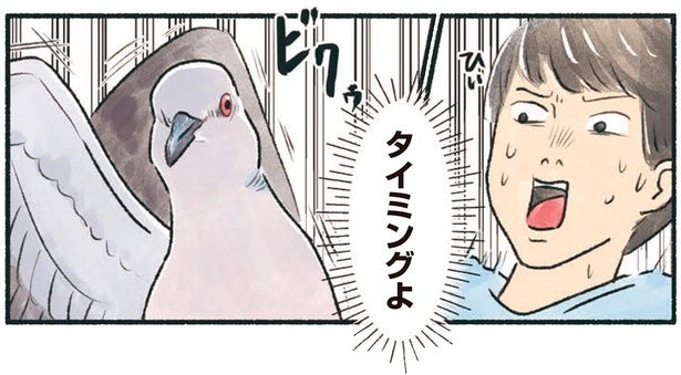 なぜこのタイミング！？間の悪いハトにお互いビクッ