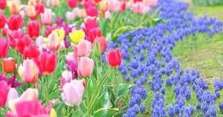 【振り返り】帰省時の話題にも。「4月といえば？」風物詩・行事・食べ物・花など一覧で紹介
