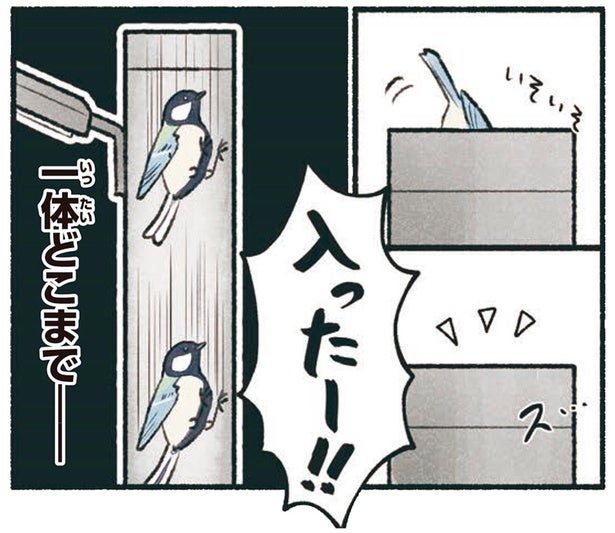 電柱に入ったー！都会のシジュウカラの意外な住まい