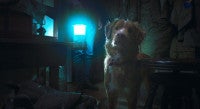 『グッド・ボーイ』犬のインディだけに見える“邪悪な何か”とは――特報＆場面写真一挙解禁