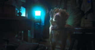『グッド・ボーイ』犬のインディだけに見える“邪悪な何か”とは――特報＆場面写真一挙解禁