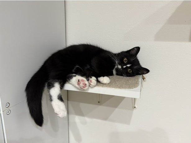 すごい場所でリラックスしていますね…？くつろぎ方が自由すぎる猫に「置き去りにされたぬいぐるみみたい」
