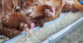 【岡山県西粟倉村】地域の未利用資源を飼料にする平飼い養鶏スタート。来年1月に有精卵を全国発売