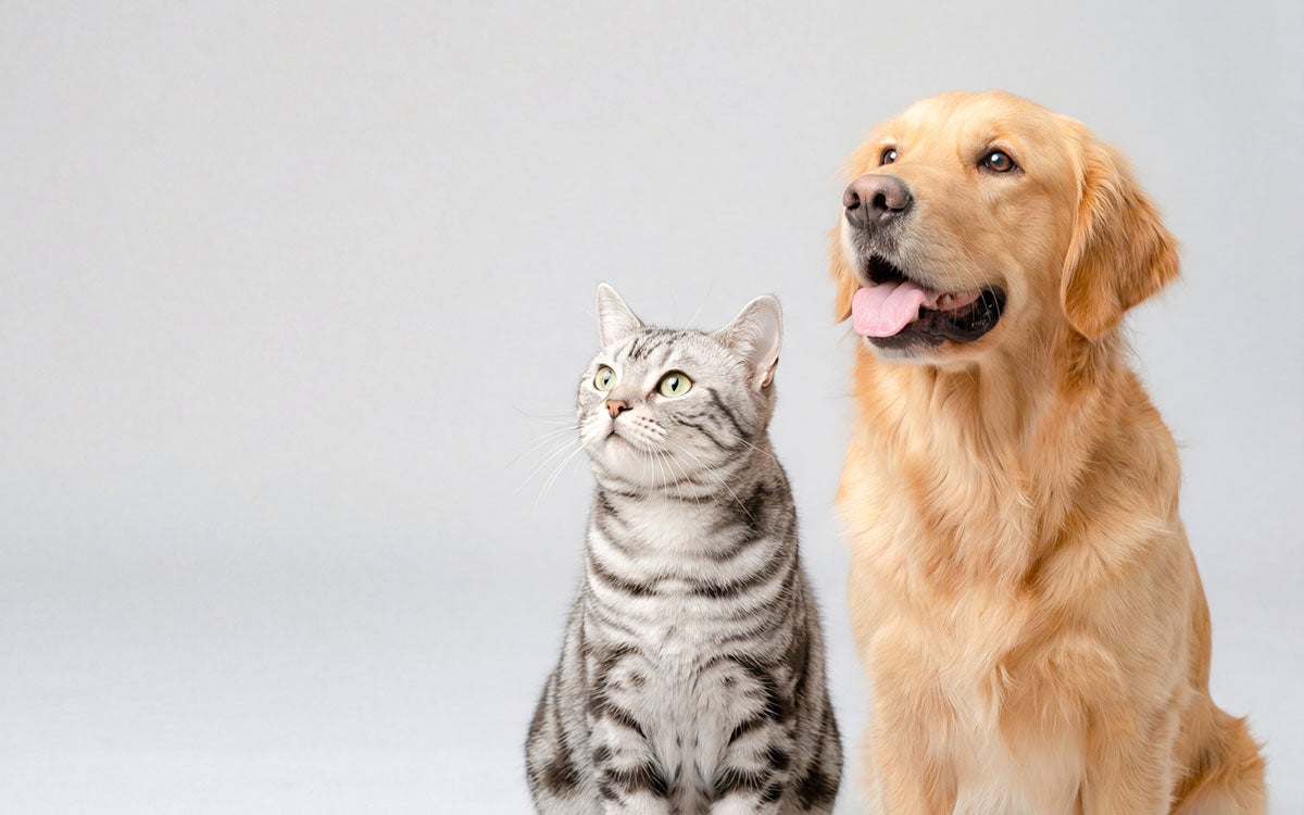 賃貸でのペット飼育トラブル！原状回復費用は「30万円～50万円未満」が最多