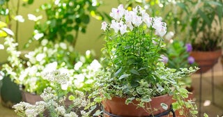 「毎日が華やかに」子育てを終えた後、ベランダガーデニングで見つけた心豊かな暮らし方【体験談】