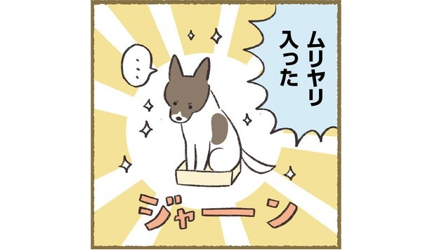 小さな箱にもムリヤリ！我が家の犬が箱に入るのが好きな理由