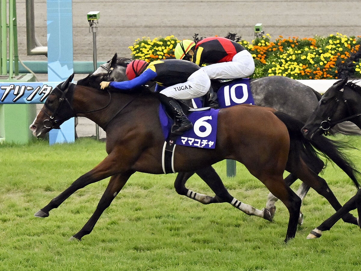 【競馬予想】スプリンターズＳはスターアニスが最有力一発あるなら名手が華麗に導く古豪牝馬