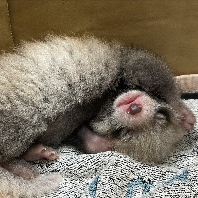 【可愛すぎる】巣箱の外で衰弱していた赤ちゃんも…レッサーパンダの赤ちゃん2頭が4年ぶり誕生