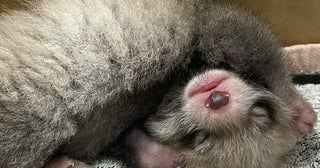 【可愛すぎる】巣箱の外で衰弱していた赤ちゃんも…レッサーパンダの赤ちゃん2頭が4年ぶり誕生