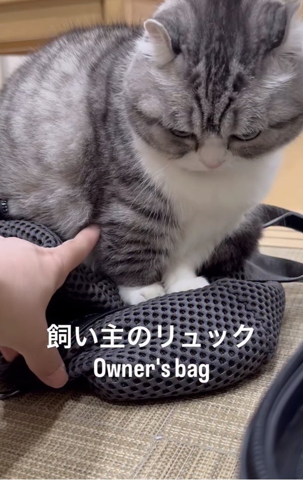 旅行はあきらめるしかない…！？リュックを死守する猫の必死さに5.6万いいね