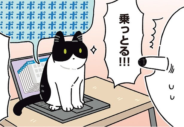 ちょっと席を外しただけなのに！猫がパソコンに乗ってくる理由が知りたくて