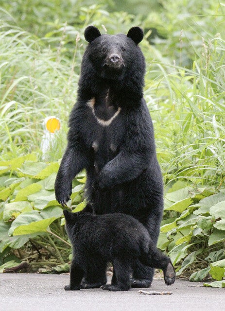 「猟銃」を巡ってクマハンターと警察の間に横たわる埋め難い溝とは？