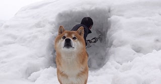 かまくらの中に焼き鳥屋さん!? 冬を満喫する柴犬のはちくん、おいしいと感じたときに見せる癖までかわいい