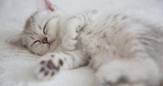 「お金がないけどペットを飼いたい」は無責任!? 知っておきたい「生涯でかかる費用」と「お金以外で大変なこと」について
