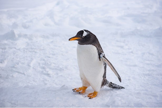 ペンギンは寒い所に生息していなかった⁉驚くべき進化のヒミツ