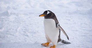 ペンギンは寒い所に生息していなかった⁉驚くべき進化のヒミツ