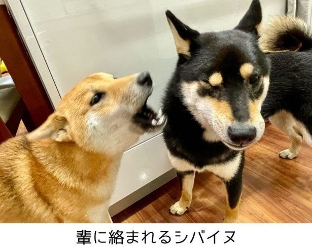 「やべー顔がマジでヤバい」2匹の柴犬による本気のバトル→撮られた奇跡の1枚に爆笑の嵐【作者に聞く】
