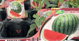 見せてもらおうか、そのスイカの性能とやらを！3倍すごいニュータイプ品種「甘い彗星」に6万人騒然
