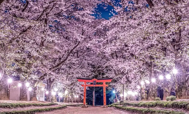 「日本の美×日本の美」で究極幻想フォトジェニック桜のトンネル＆絨毯が導く鳥居が超圧巻