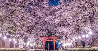「日本の美×日本の美」で究極幻想フォトジェニック桜のトンネル＆絨毯が導く鳥居が超圧巻