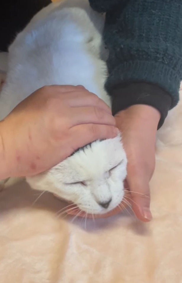 「頭に海苔のってます？」特徴的な頭の模様の白ネコ。子猫たちにも遺伝して