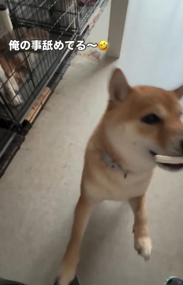「えっ、そっち！？」 柴犬が見せたまさかのお手に26万人が爆笑 