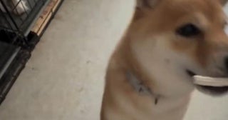 「えっ、そっち！？」 柴犬が見せたまさかのお手に26万人が爆笑 