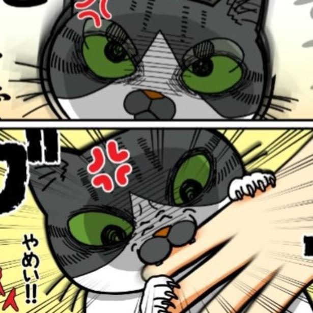 【猫マンガ】気の強い子猫がまさかの激オコ倍返し!!クセ強な人間の変わった愛情表現に「やられたらやり返す!!」【作者に聞く】