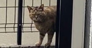 警戒心MAXなノラ猫を保護→現在の穏やかな姿に感動！リビングで堂々の“ヘソ天”も披露