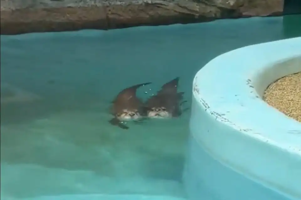 「たぶん日本一」「これになりたい人生だった」鹿児島・平川動物公園の〝超絶なかよしカワウソ〟に4.4万人もん絶