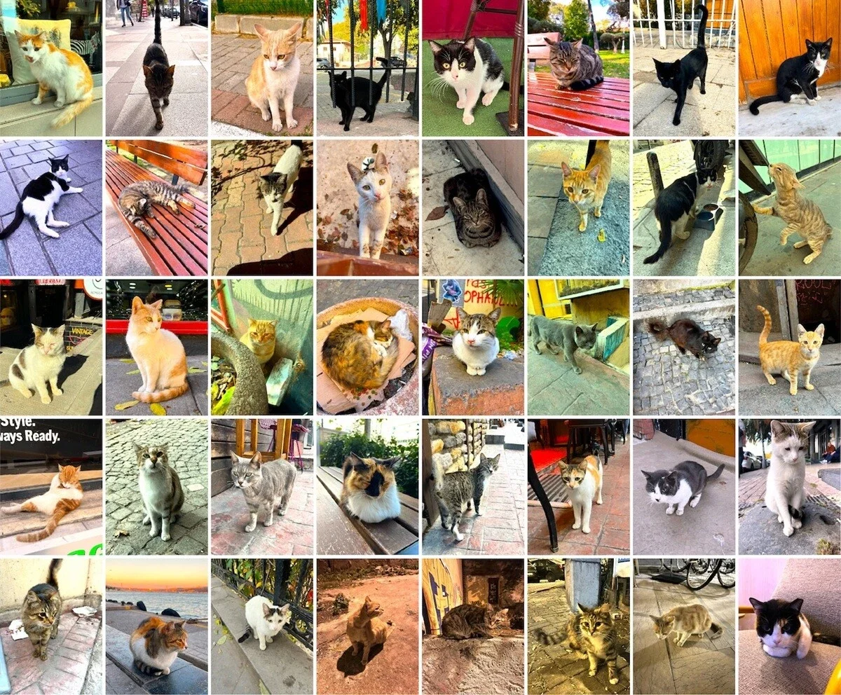 メルハバ！べニム・アドゥム・ケイサトウ！～イスタンブール（前編）【「新型コロナウイルス学者」の平凡な日常】