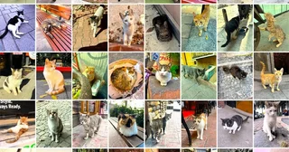 メルハバ！べニム・アドゥム・ケイサトウ！～イスタンブール（前編）【「新型コロナウイルス学者」の平凡な日常】