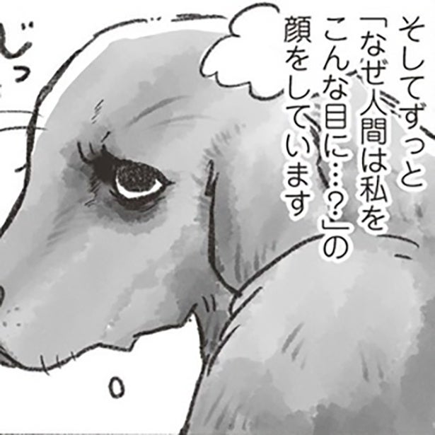 愛犬の最期を看取るために…「私にできることは全部させてもらえた」仕事を辞めて介護の日々【作者インタビュー】