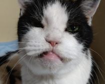 22年前に保護した野良の子猫→今年、大往生。飼い主と愛猫だけが知る“真夜中の思い出”に感動