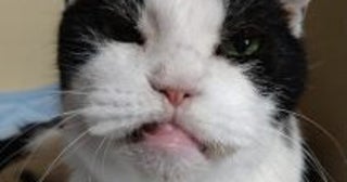 22年前に保護した野良の子猫→今年、大往生。飼い主と愛猫だけが知る“真夜中の思い出”に感動