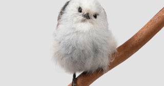 特別展『鳥』国立科学博物館で600点超の骨格標本や生体復元モデルなどで最新の系統分類と生態を紹介