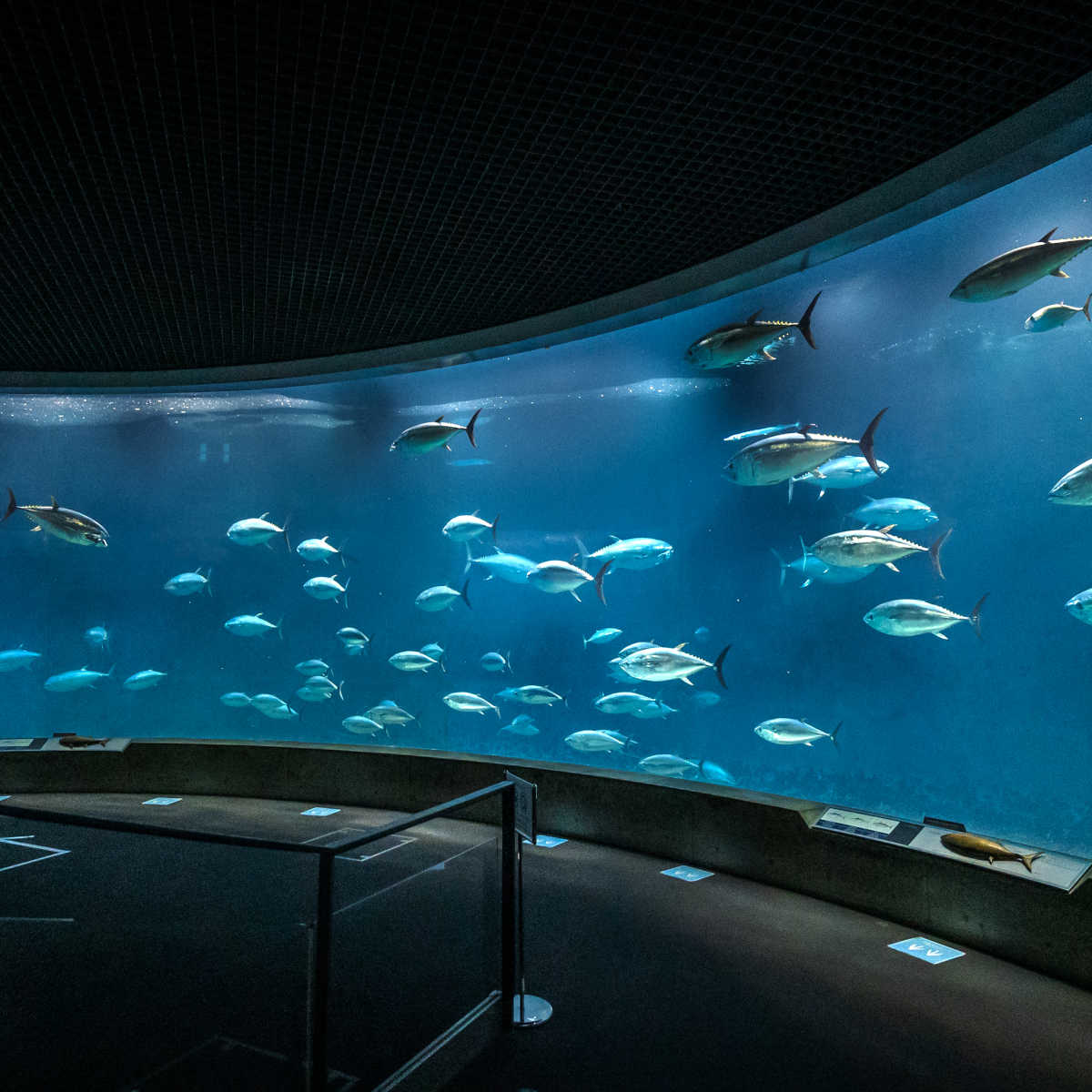 【水族館】「東京都葛西臨海水族園」で圧巻！大水槽で群泳するクロマグロや、国内最大級のペンギン展示場も