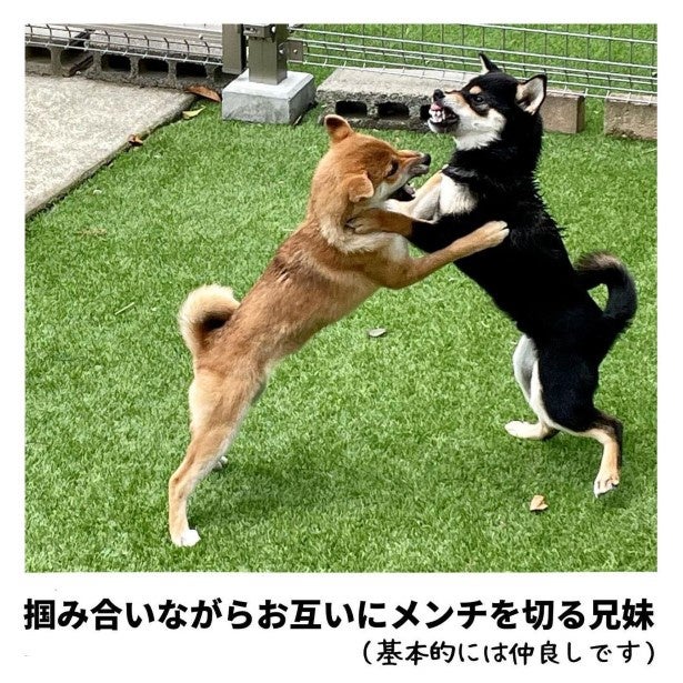 「仲良く遊んでるなぁ」2匹の柴犬兄妹→次の瞬間起きた“激しい死闘”に「うちの息子たちと同じ」【作者に聞く】