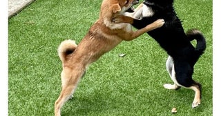 「仲良く遊んでるなぁ」2匹の柴犬兄妹→次の瞬間起きた“激しい死闘”に「うちの息子たちと同じ」【作者に聞く】