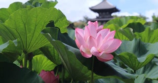 ハスに誘われ呼吸が整う朝横浜・三溪園の早朝観蓮会
