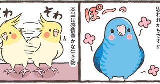 嬉しい、寂しい、甘えたい！ 鳥は気持ちを全身で表現する感情豊かな生き物