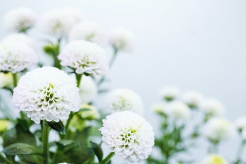 40代で無職の弟が、母の年金に頼って生活しています。母に万が一のことがあった場合、弟に「遺族年金」は支給されるのでしょうか？