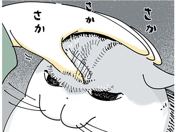 一体どう思ってる？ なでなでのついでにネコの額の毛を逆立ててみた