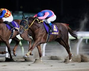 ＜チャンピオンズC＞3歳勢が断然人気も「危険な人気馬」が多すぎる理由…武豊×メイショウハリオの大駆けに期待できるか