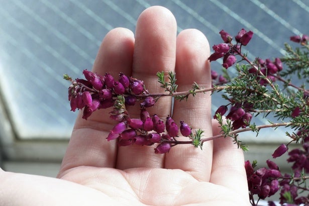 「奇跡が起きた」二度と出会えないとあきらめかけた幻の花。再会ドラマにSNSが感動の嵐